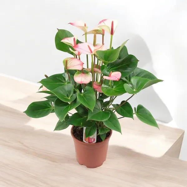 Anthurium rose en pot – Image 2