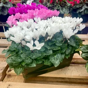 Cyclamens, Jardinière rectangulaire de 25cm