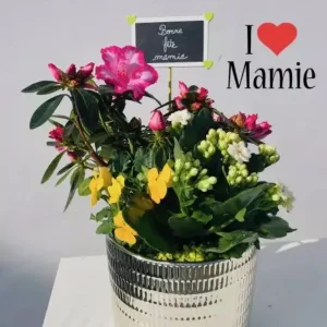 I LOVE MAMIE Potée d'Azalée, Kalanchoé et Pensées