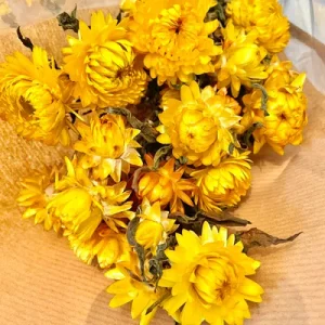 FLEURS SÉCHÉES, HELICHRYSUM naturelles, DIY, Loisirs créatifs, à la Botte 2 couleurs