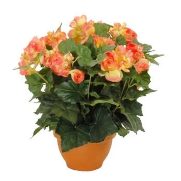 Bégonia en Pot- 3 couleurs disponibles – Image 3