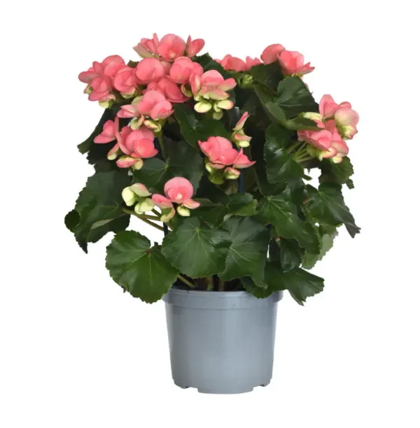 Bégonia en Pot- 3 couleurs disponibles – Image 2