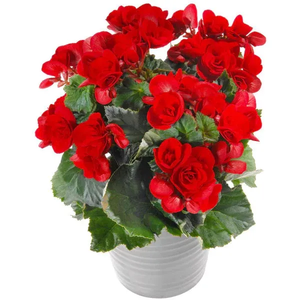 Bégonia en Pot- 3 couleurs disponibles – Image 4