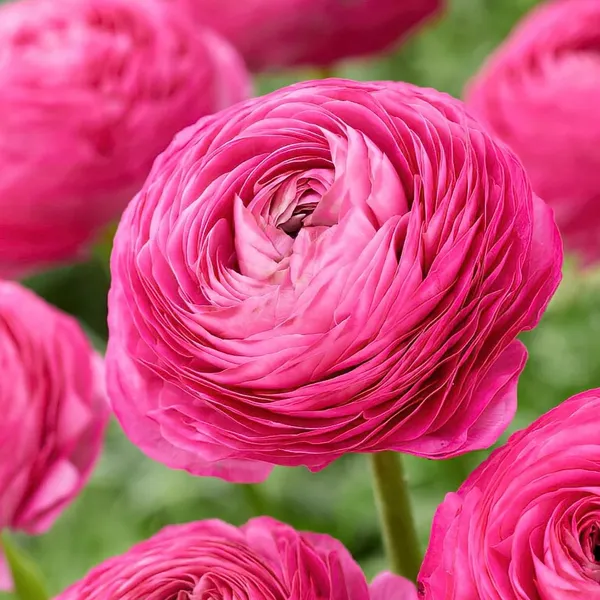 Renoncules en Pot- 3 couleurs disponibles – Image 3