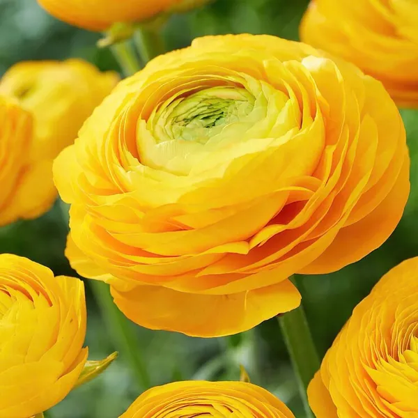 Renoncules en Pot- 3 couleurs disponibles – Image 4