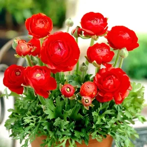 Renoncules en Pot- 3 couleurs disponibles