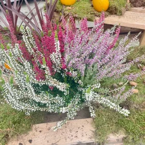 Bruyère Coupe de Grande Bruyère 30cm