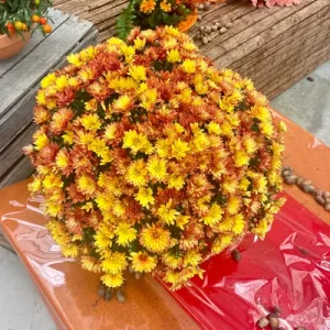 Chrysanthème ORANGE OR Diamètre 45/50cm Pot de 19cm