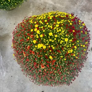 Chrysanthème Multi-fleurs Diamètre 70/80cm Pot de 33cm