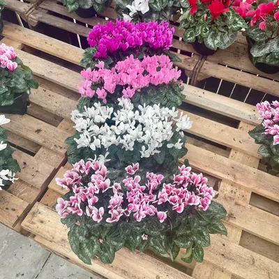 Cyclamens, Jardinière rectangulaire de 25cm – Image 3