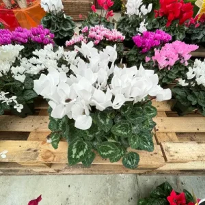 Cyclamens, Coupe de 3 Grands Cyclamens