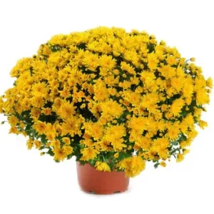 Chrysanthème JAUNE Diamètre 45/50cm Pot de 19cm