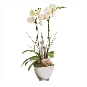 Orchidée 2 branches et Coupe 6 branches