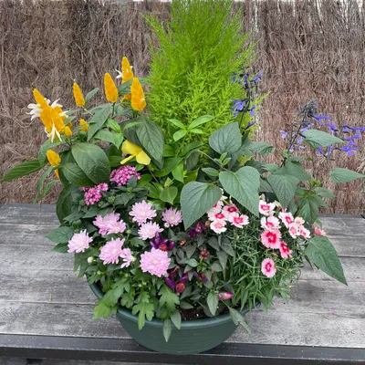 Composition Plantes vertes et fleuries 6 – Image 2