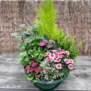 Composition Plantes vertes et fleuries 5