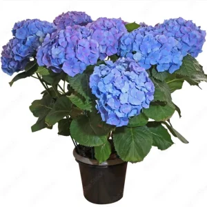 Hortensia - Les Premières de la Saison