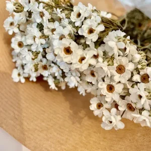 FLEURS SÉCHÉES, IXODIA naturelle, DIY, Loisirs créatifs, à la Botte