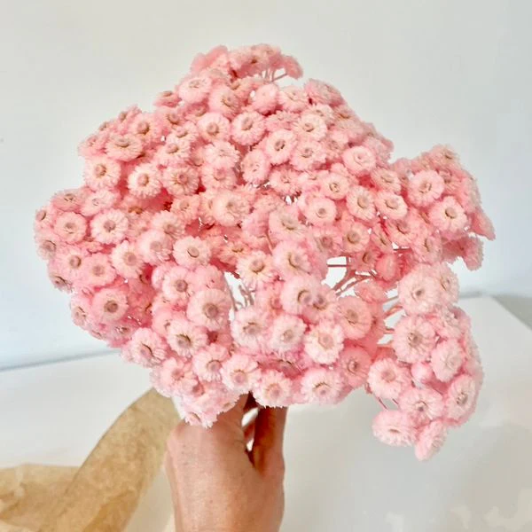 FLEURS SÉCHÉES, IMMORTELLES DU VAR séchées, DIY, Loisirs créatifs, 3 couleurs – Image 2