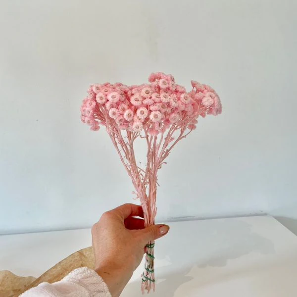 FLEURS SÉCHÉES, IMMORTELLES DU VAR séchées, DIY, Loisirs créatifs, 3 couleurs – Image 3