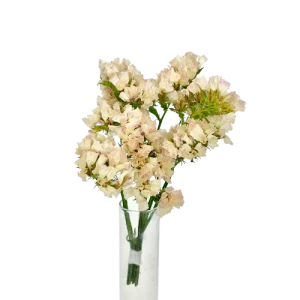 Statice crème abricot Mini Bouquet, Complément, Box DIY