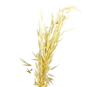 Avoine naturelle x10 tiges, Complément, Box DIY