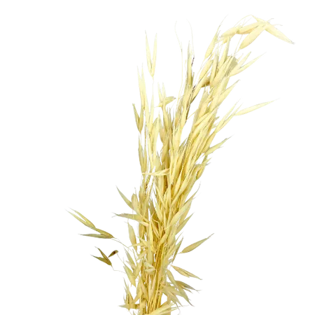 Avoine naturelle x10 tiges, Complément, Box DIY – Image 2