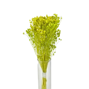 Broom-bloom vert pomme Mini Bouquet, Complément, Box DIY