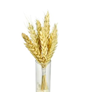 Épis de blé 10 Tiges Mini Bouquet, Complément, Box DIY