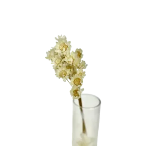 Glixia blanc 15 tiges, Complément, Box DIY