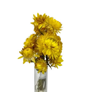 Helichrysum jaune 8 têtes, Complément, Box DIY