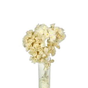 Immortelle du Var naturelle Mini Bouquet, Complément, Box DIY