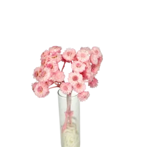 Immortelle du Var rose pastel Mini Bouquet, Complément, Box DIY