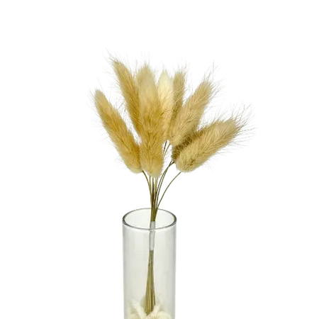 Lagurus brun clair 10 tiges, Complément, Box DIY