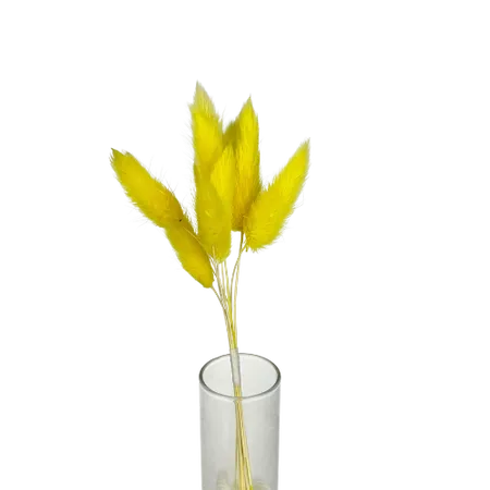 Lagurus jaune 10 tiges, Complément, Box DIY – Image 2