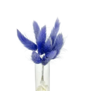 Lagurus milka 10 tiges, Complément, Box DIY