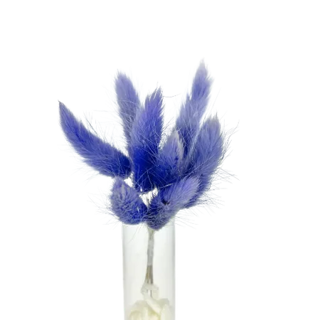 Lagurus milka 10 tiges, Complément, Box DIY – Image 2