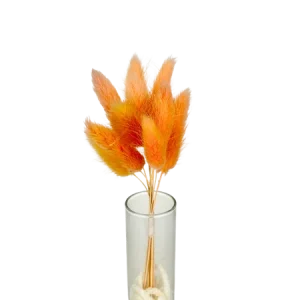 Lagurus orange 10 tiges, Complément, Box DIY