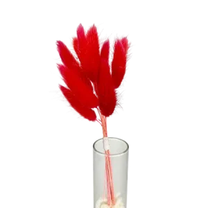 Lagurus rouge 10 tiges, Complément, Box DIY