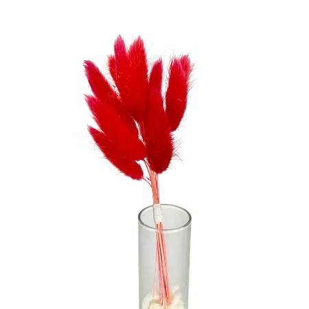 Lagurus rouge 10 tiges, Complément, Box DIY – Image 2