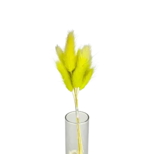 Lagurus vert pastel 10 tiges, Complément, Box DIY