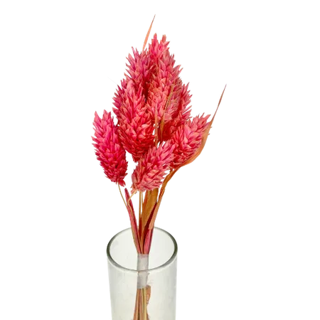 Phalaris rose soutenu 10 tiges, Complément, Box DIY – Image 2