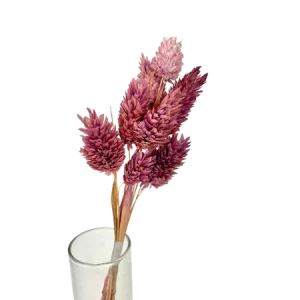 Phalaris milka 10 tiges, Complément, Box DIY