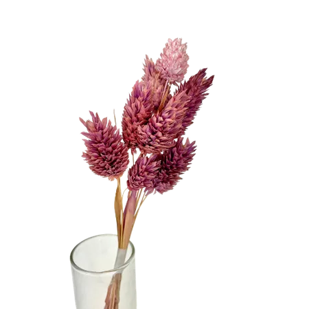 Phalaris milka 10 tiges, Complément, Box DIY – Image 2