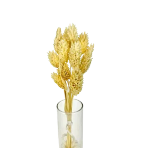 Phalaris naturel 10 tiges, Complément, Box DIY