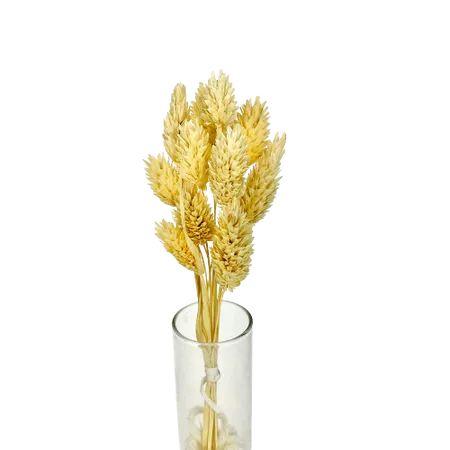 Phalaris naturel 10 tiges, Complément, Box DIY