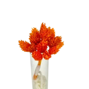 Phalaris orange 10 tiges, Complément, Box DIY