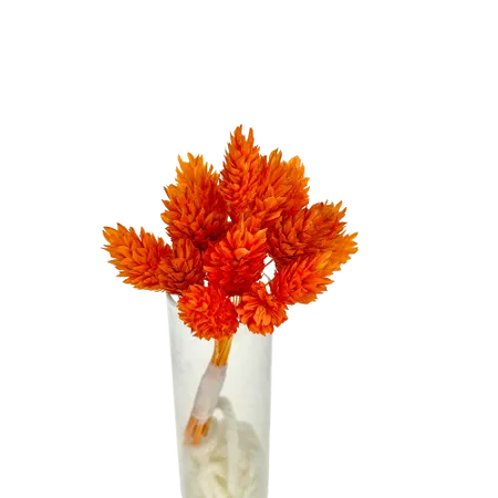 Phalaris orange 10 tiges, Complément, Box DIY – Image 2