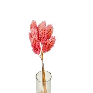 Phalaris rose 10 tiges, Complément, Box DIY