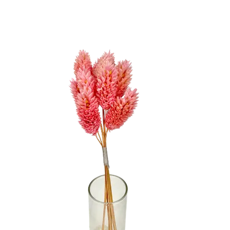 Phalaris rose 10 tiges, Complément, Box DIY