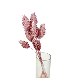 Phalaris rose poudré 10 tiges,  Complément, Box DIY
